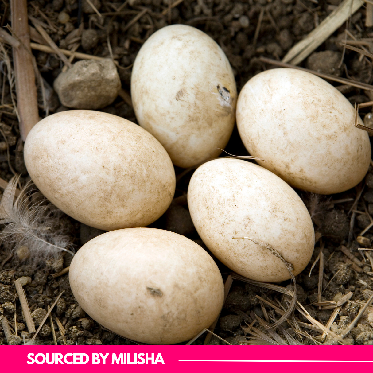 Duck EGGS 12PCS